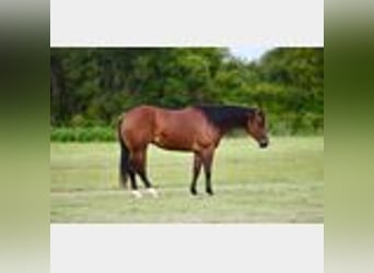American Quarter Horse, Mare, 3 years, 14,2 hh, Bay