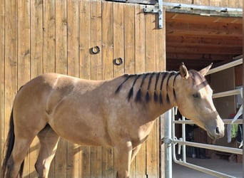 American Quarter Horse, Mare, 3 years, 14,2 hh, Buckskin