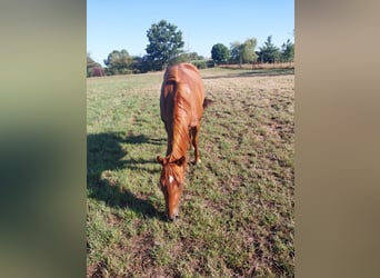 American Quarter Horse, Mare, 3 years, 14,2 hh, Chestnut-Red