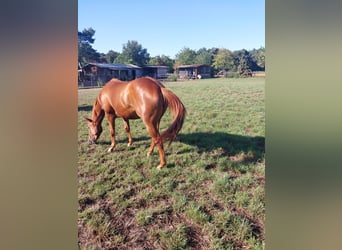 American Quarter Horse, Mare, 3 years, 14,2 hh, Chestnut-Red