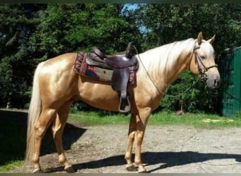 American Quarter Horse, Mare, 3 years, 14,2 hh, Chestnut-Red