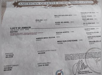 American Quarter Horse, Mare, 3 years, 14,2 hh, Chestnut-Red