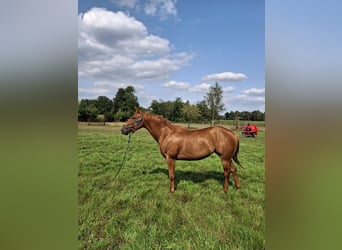 American Quarter Horse, Mare, 3 years, 14,2 hh, Chestnut-Red