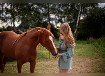American Quarter Horse, Mare, 3 years, 14,2 hh, Chestnut-Red