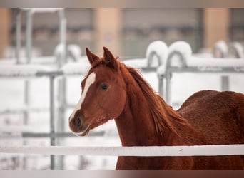 American Quarter Horse, Mare, 3 years, 14,2 hh, Chestnut-Red