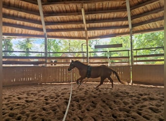 American Quarter Horse, Mare, 3 years, 14,2 hh, Chestnut-Red