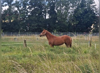 American Quarter Horse, Mare, 3 years, 14,2 hh, Chestnut-Red