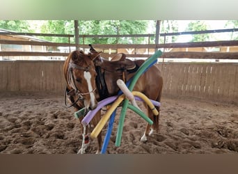American Quarter Horse, Mare, 3 years, 14,2 hh, Chestnut-Red