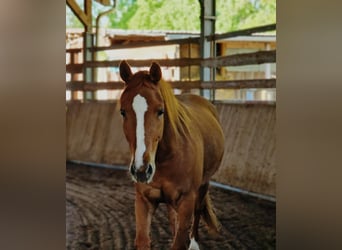American Quarter Horse, Mare, 3 years, 14,2 hh, Chestnut-Red