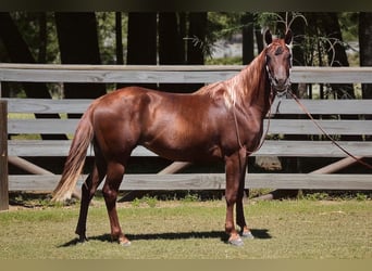 American Quarter Horse, Mare, 3 years, 14,2 hh, Chestnut