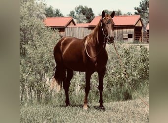 American Quarter Horse, Mare, 3 years, 14,2 hh, Chestnut
