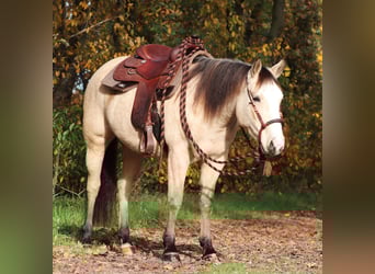 American Quarter Horse Mix, Mare, 3 years, 14,2 hh, Dun