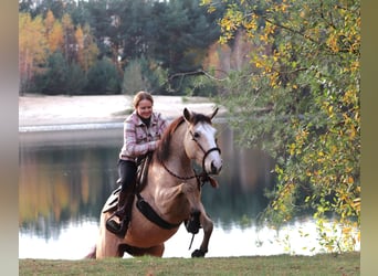 American Quarter Horse Mix, Mare, 3 years, 14,2 hh, Dun