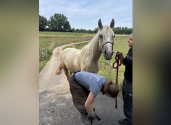 American Quarter Horse, Mare, 3 years, 14,2 hh, Dunalino