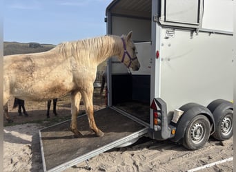 American Quarter Horse, Mare, 3 years, 14,2 hh, Dunalino