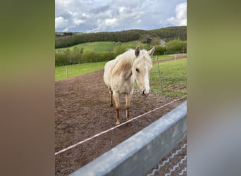 American Quarter Horse, Mare, 3 years, 14,2 hh, Dunalino