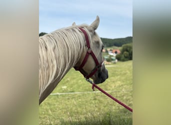 American Quarter Horse, Mare, 3 years, 14,2 hh, Dunalino