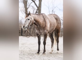 American Quarter Horse, Mare, 3 years, 14,2 hh, Gray