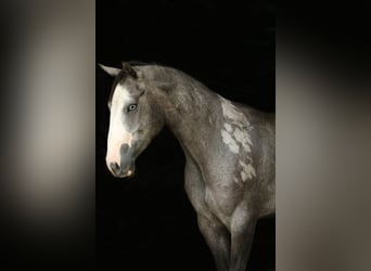 American Quarter Horse, Mare, 3 years, 14,2 hh, Grey