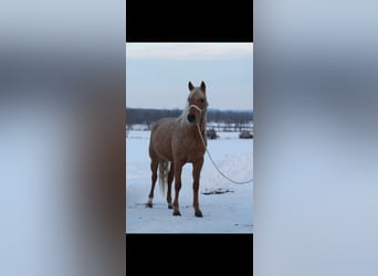 American Quarter Horse, Mare, 3 years, 14,2 hh, Palomino