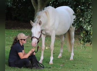 American Quarter Horse Mix, Mare, 3 years, 14,2 hh, Perlino