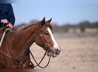 American Quarter Horse, Mare, 3 years, 14,2 hh, Roan-Red