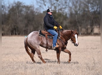 American Quarter Horse, Mare, 3 years, 14,2 hh, Roan-Red