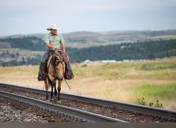 American Quarter Horse, Mare, 3 years, 14,3 hh, Buckskin