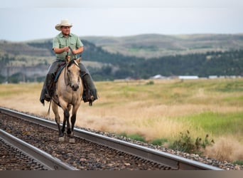 American Quarter Horse, Mare, 3 years, 14,3 hh, Buckskin