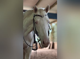 American Quarter Horse, Mare, 3 years, 14,3 hh, Cremello