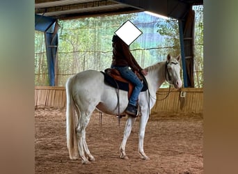 American Quarter Horse, Mare, 3 years, 14,3 hh, Cremello