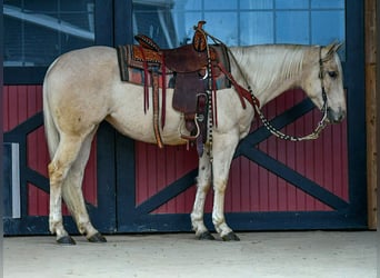 American Quarter Horse, Mare, 3 years, 14,3 hh, Palomino