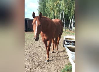 American Quarter Horse, Mare, 3 years, 15.1 hh, Chestnut-Red