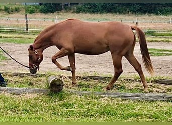 American Quarter Horse, Mare, 3 years, 15,1 hh, Chestnut-Red