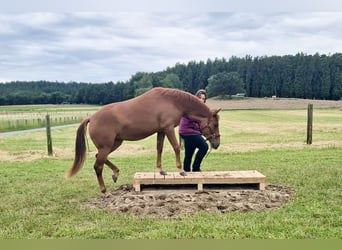 American Quarter Horse, Mare, 3 years, 15,1 hh, Chestnut-Red