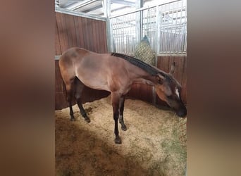 American Quarter Horse, Mare, 3 years, 15.1 hh, Grullo