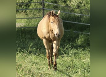 American Quarter Horse Mix, Mare, 3 years, 15.2 hh, Champagne