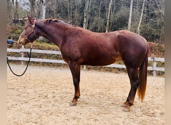 American Quarter Horse, Mare, 3 years, 15.2 hh, Chestnut
