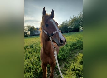 American Quarter Horse, Mare, 3 years, 15.2 hh, Chestnut-Red