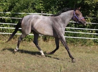 American Quarter Horse, Mare, 3 years, 15,2 hh, Roan-Bay