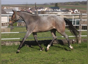 American Quarter Horse, Mare, 3 years, 15,2 hh, Roan-Bay