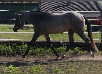 American Quarter Horse, Mare, 3 years, 15,2 hh, Roan-Bay