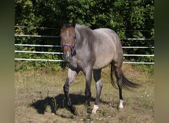 American Quarter Horse, Mare, 3 years, 15,2 hh, Roan-Bay