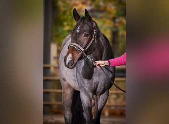 American Quarter Horse, Mare, 3 years, 15,2 hh, Roan-Bay