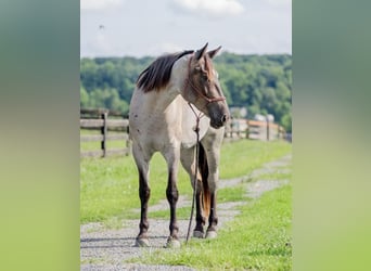 American Quarter Horse Mix, Mare, 3 years, 15,3 hh, Roan-Blue