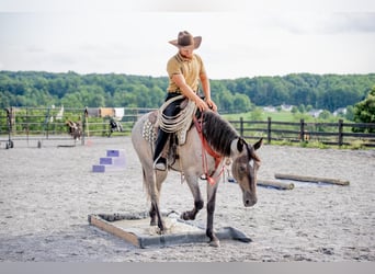 American Quarter Horse Mix, Mare, 3 years, 15,3 hh, Roan-Blue