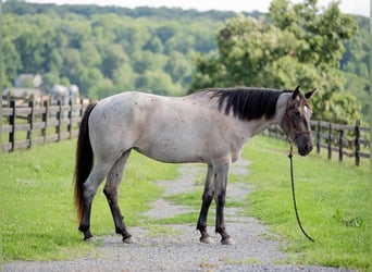 American Quarter Horse Mix, Mare, 3 years, 15,3 hh, Roan-Blue