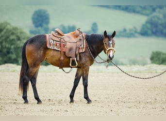 American Quarter Horse, Mare, 3 years, 15 hh, Bay-Dark