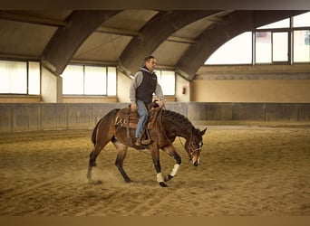 American Quarter Horse, Mare, 3 years, 15 hh, Bay-Dark