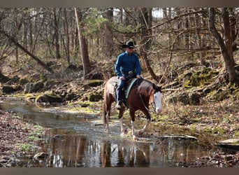 American Quarter Horse, Mare, 3 years, 15 hh, Bay